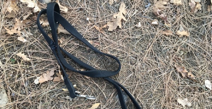Man Shoots and Kills Two Aggressive Dogs on Afternoon Walk
