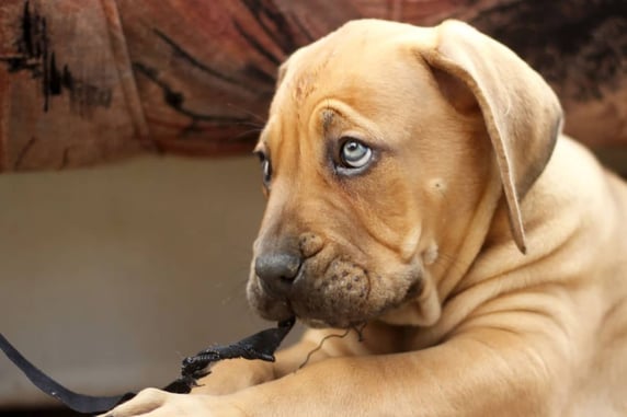 Dog Shoots Owner Because Of Improper Holster