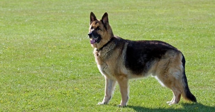 Concealed Carrier Shoots German Shepherd After Owner Releases Dog On Him