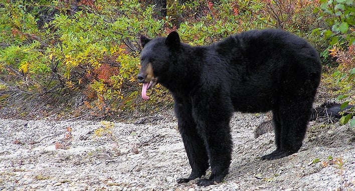 Report: Man Shoots Charging Bear in His Own Garage