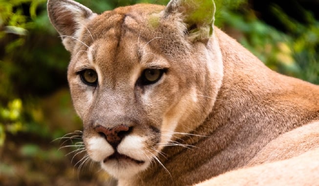 Homeowner Shoots and Kills 2 Aggressive Cougars, 1 Found Under His Own Truck
