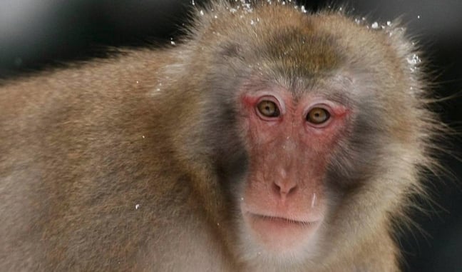 Escaped Monkey Attacks Woman, Is Shot By Armed HVAC Repairman