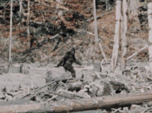 Montana Man Was Mistaken For Bigfoot And Shot At While He Was Target Shooting