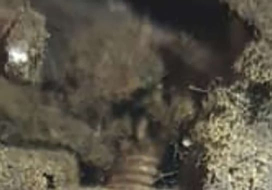 GUESS: Is This A Zoomed-In Photo Of A Lush Forest, Or A Carry Gun That Hasn’t Been Cleaned In Years?