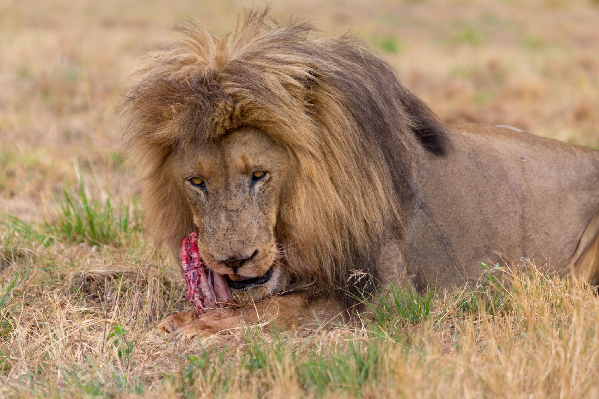 Karma Served Cold: Rhino Poacher Stomped By Elephants, Then Eaten By Lions
