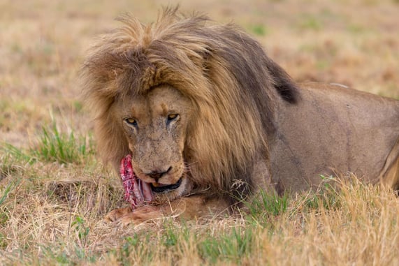 Karma Served Cold: Rhino Poacher Stomped By Elephants, Then Eaten By Lions