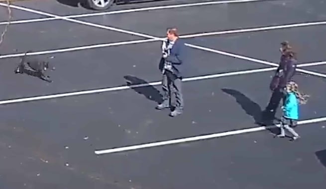 [VIDEO] Child Attacked By Dog, Dad’s Knife Saves The Day