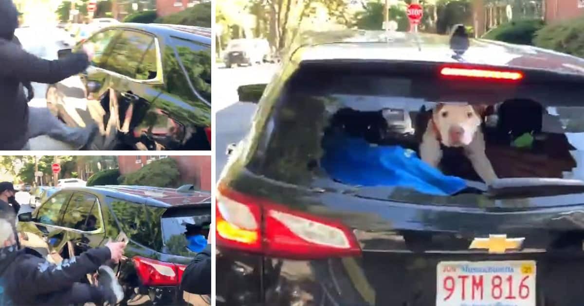 [VIDEO] Rioters In Philadelphia Attack Vehicle With Dog Inside
