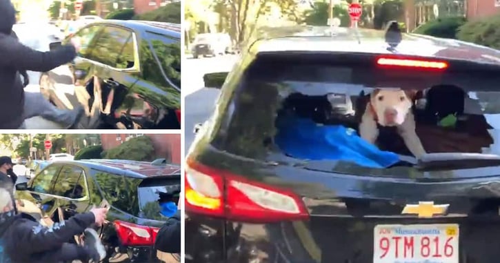 [VIDEO] Rioters In Philadelphia Attack Vehicle With Dog Inside