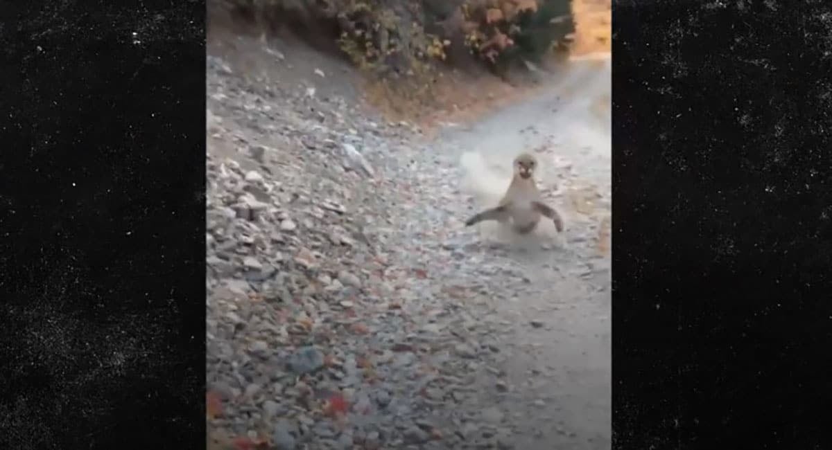 [VIDEO] Man Stalked By Cougar In Utah, Manages To Survive Encounter