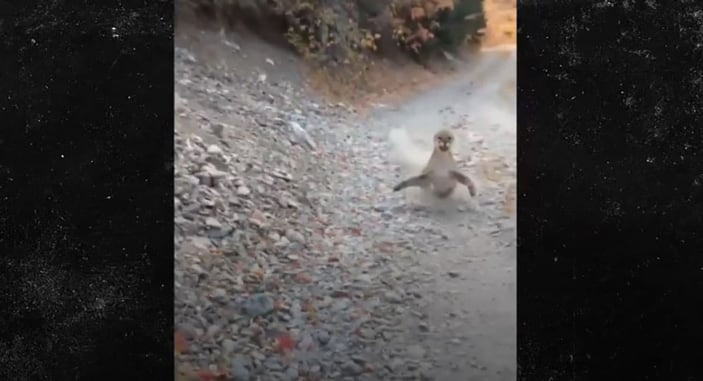 [VIDEO] Man Stalked By Cougar In Utah, Manages To Survive Encounter