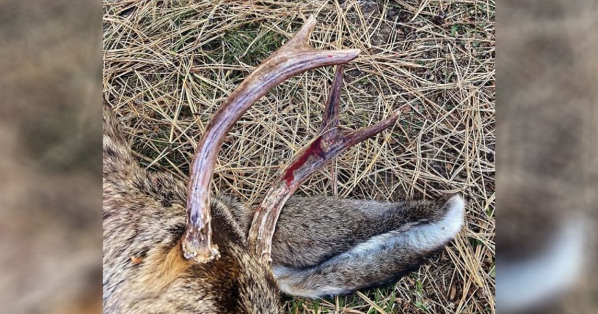 Pet Deer Stalks Neighbor Before Repeatedly Attacking Her, Then Threatens Responding Wildlife Officer