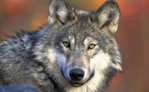 Surrounded by Menacing Wolves, Man Shoots One to Ward Off Imminent Attack