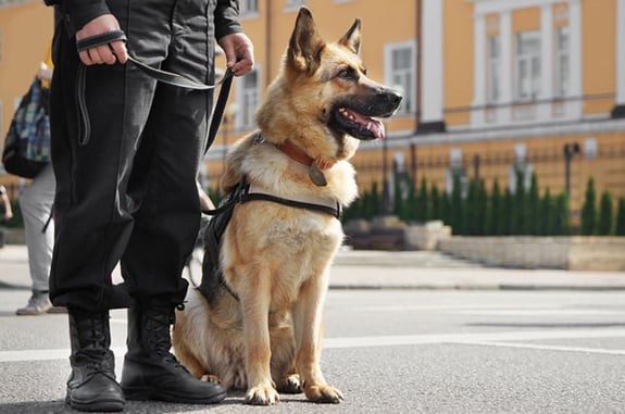 Houston Malls Employ Gun-Sniffing Dog To Weed Out Concealed Carriers