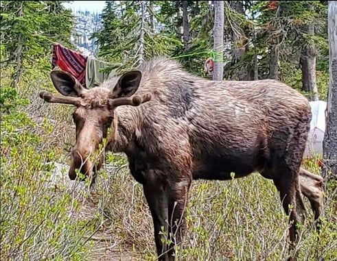 Backcountry Camper Forced to Shoot Aggressive Bull Moose That Destroyed Campsite and Charged Him and His Dog