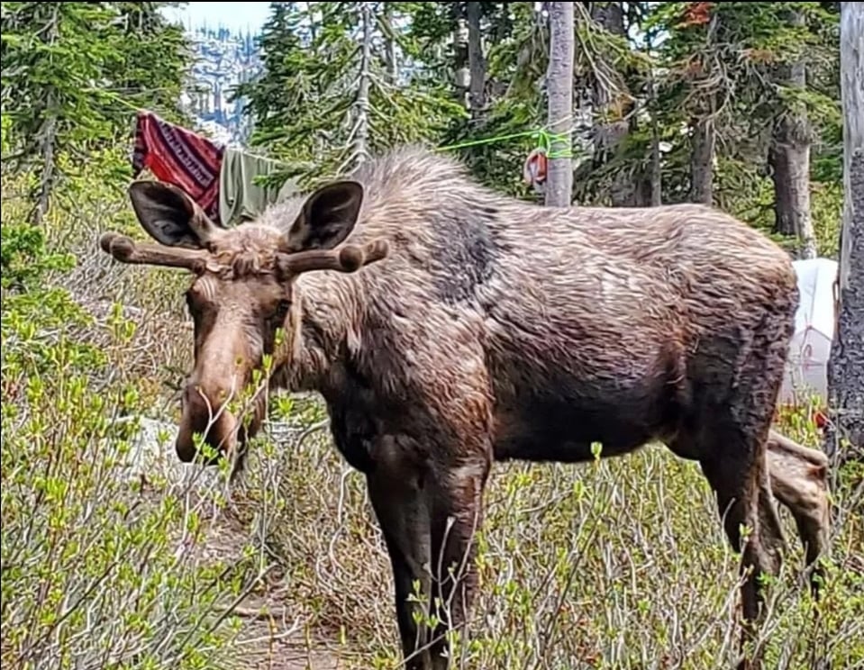 Backcountry Camper Forced to Shoot Aggressive Bull Moose That Destroyed Campsite and Charged Him and His Dog