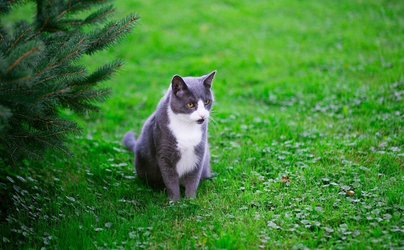Man Arrested After Allegedly Shooting His Neighbor After His Cat Wandered Onto His Property