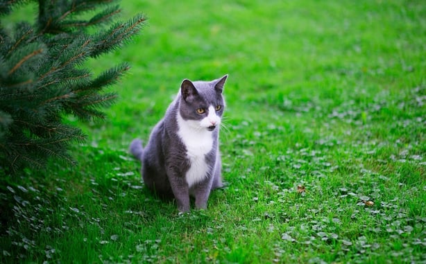 Man Arrested After Allegedly Shooting His Neighbor After His Cat Wandered Onto His Property