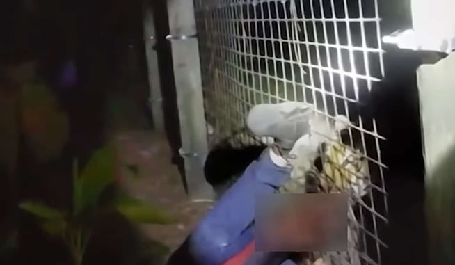 *GRAPHIC WARNING* Tiger Shot And Killed By Police Because Of Florida Man Fail