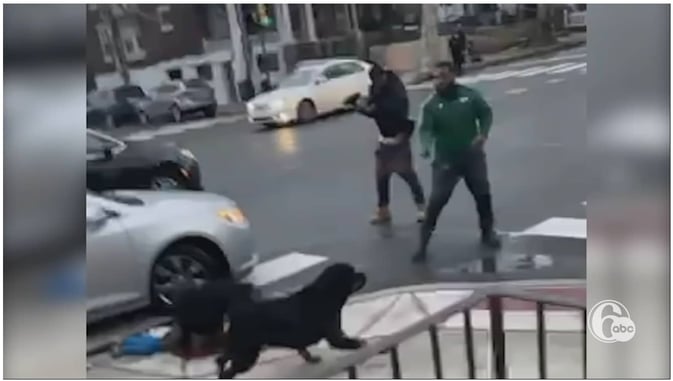 Concealed Carrier Shoots And Kills 1 Of 2 Dogs Attacking Child