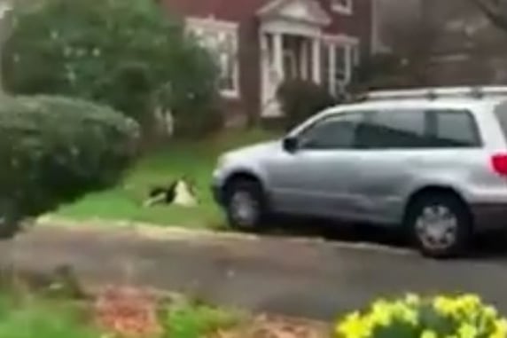 Why We Carry: Man Runs Woman Over Repeatedly During Apparent Road Rage Incident