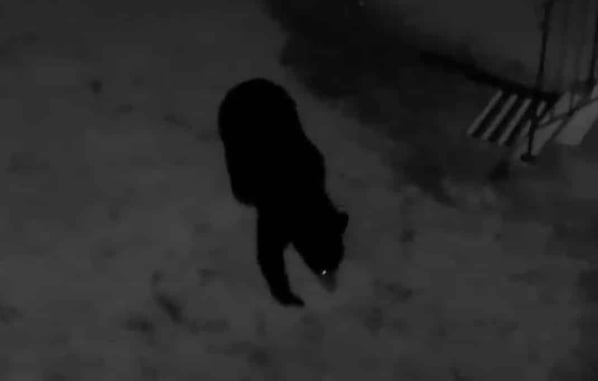 400-Pound Bear Shot And Killed Inside Colorado Residence