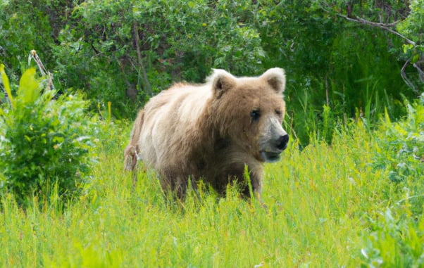 Bear Attacks Hunters, Subsequently Shot Dead By Victim’s Family Member