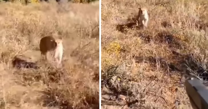Man Stalked By Cougar In Idaho, Luckily He Had His Gun With Him