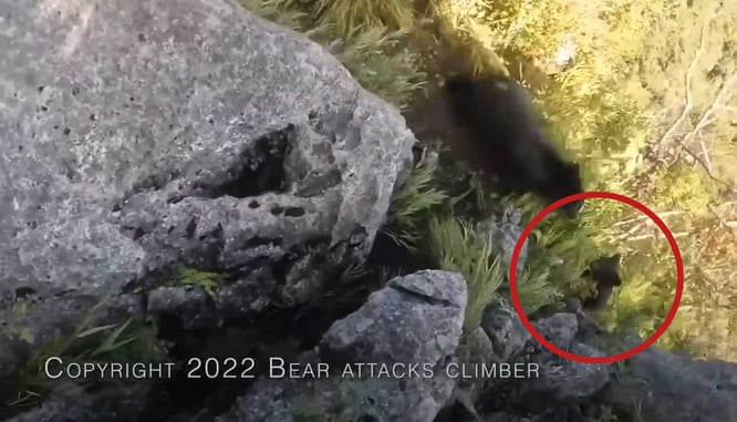 Bear Attacks Climber, Cub Can Be Seen Nearby
