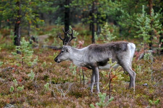 Reddit User Goes Viral After Posting First “Kill” Of The Season