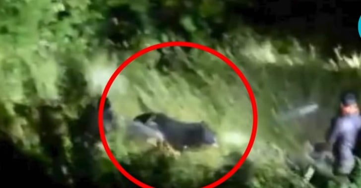 [WATCH] Massive Bear Attacks 5 In 1 Week, Shot In Self-Defense