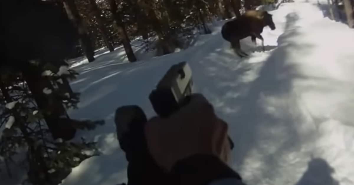 [WATCH] Man Shoots Moose With Glock After Attack