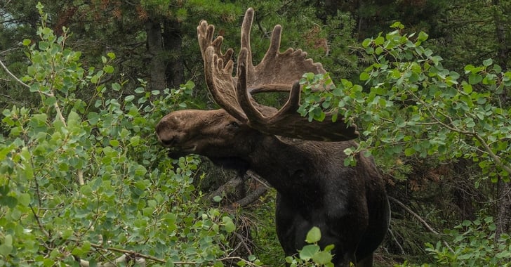 Man Shoots, Kills Moose Mid-Attack — Authorities Determine Self-Defense