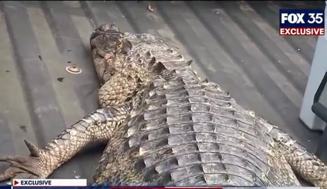 Homeowner Shoots, Kills Alligator Attacking Dog