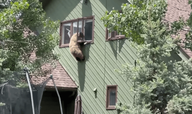 Why We Carry: A Bear Climbs Through Your Window