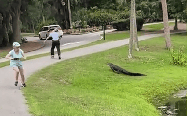 Alligator Chases Man While Fishing At Pond On Hilton Head Island