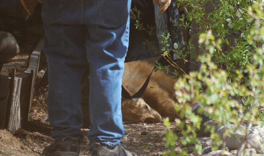 Yearling Bear Shot By California Homeowner In SelfDefense