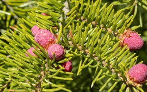 Picea abies