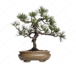 Pinus sylvestris