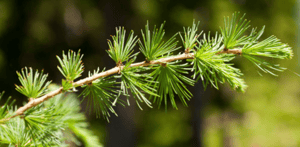 Larix decidua