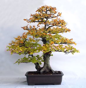Fagus sylvestris