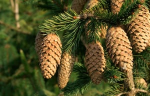 Picea abies
