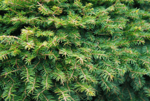 Picea abies