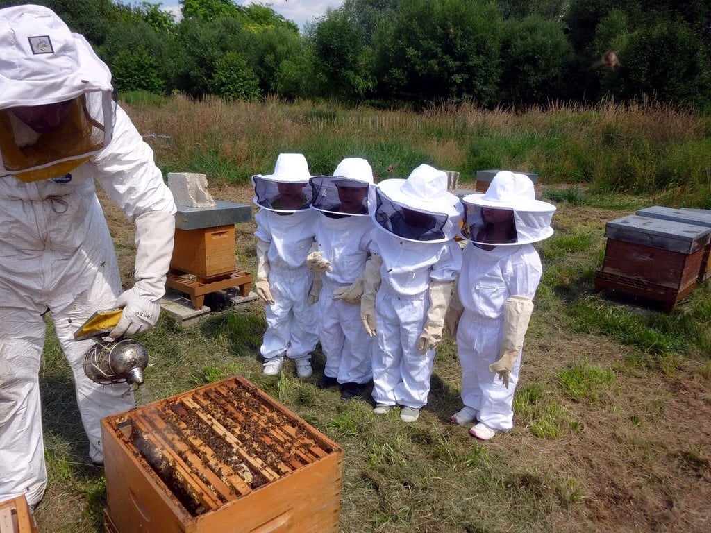 Online beekeeping vourse