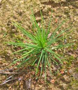 Pinus sylvestris