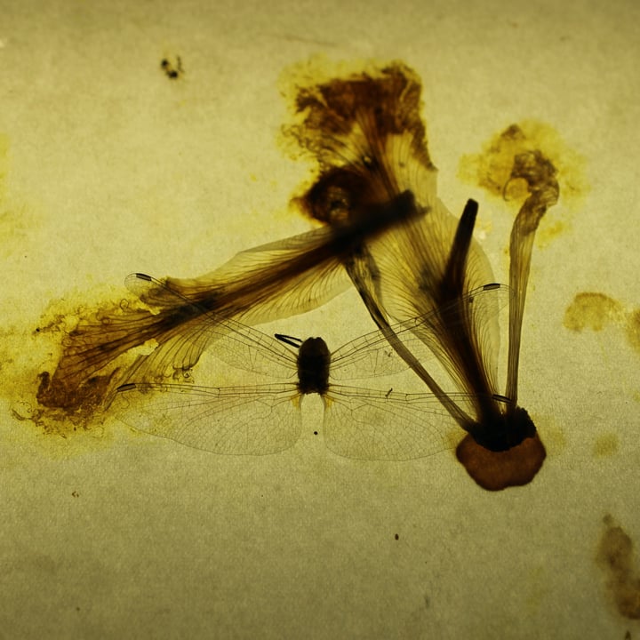 Dragonfly and Amber