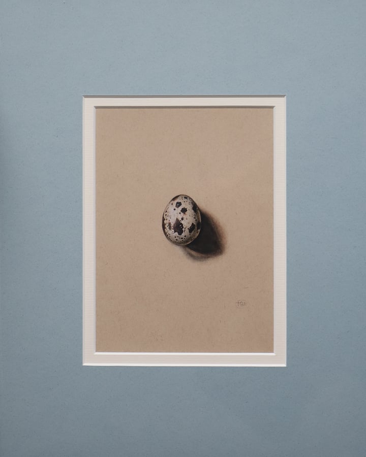 Single Quail Egg