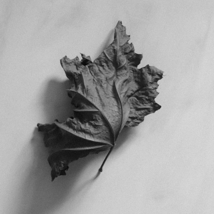 Original photography Nature, autumn, leaves, botanical, Monochrome — "Autumn, Beauty, Decay #3" · 30 × 30 cm by Tracy Goldfi…