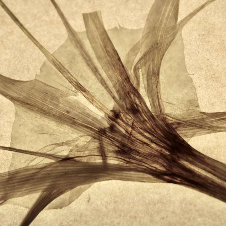 Spider Lily 