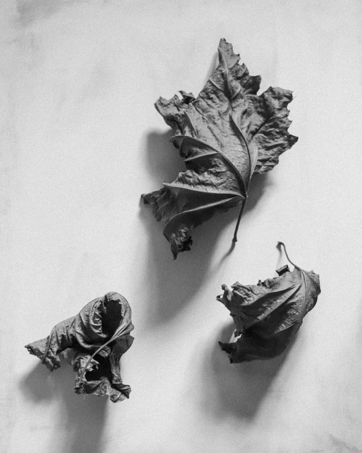 Autumn, Beauty, Decay #4